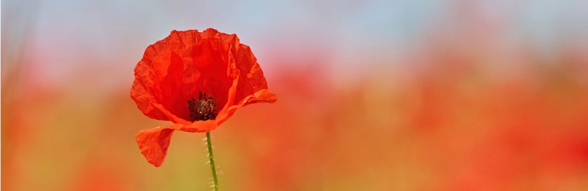 Remembrance Sunday 9th Nov*Lest we forget*full details